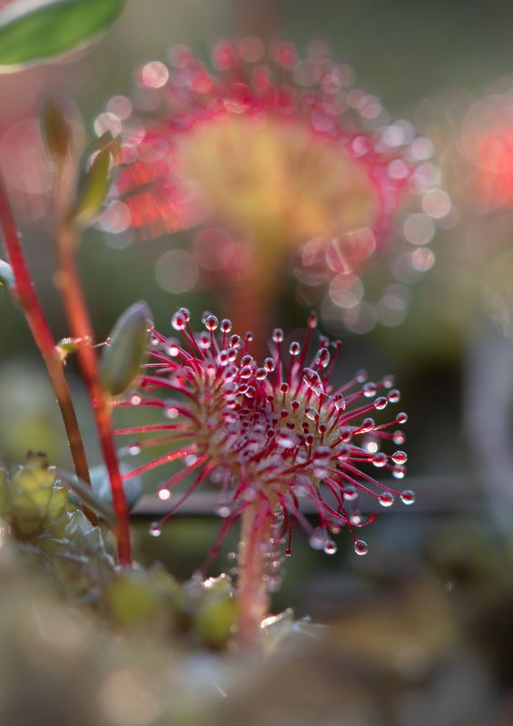 macro, flowers, росянка, цветы опасная красотаphoto preview