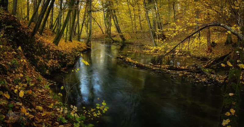 river,autumn,autumnal,water,forest,trees,long exposure,nature,landscape,panorama,panoramic, Golden River фото превью