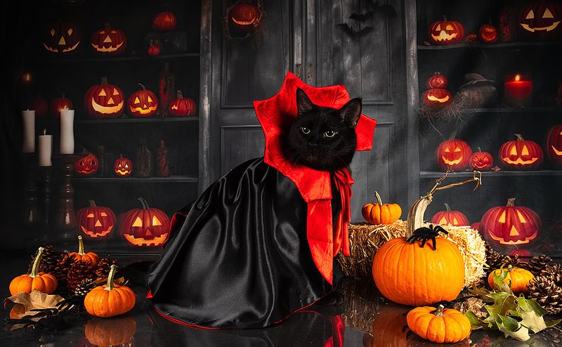 хэллоуин, кот, чёрный кот, black cat, cat, животные, кузя, нalloween,  маркиз, котенок Happy Нalloween! Котики для Хэллоуина!photo preview