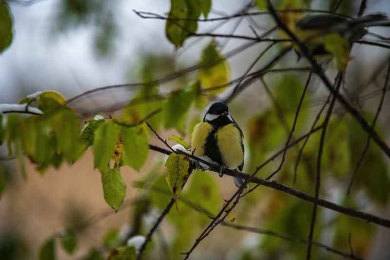 Пташкиphoto preview