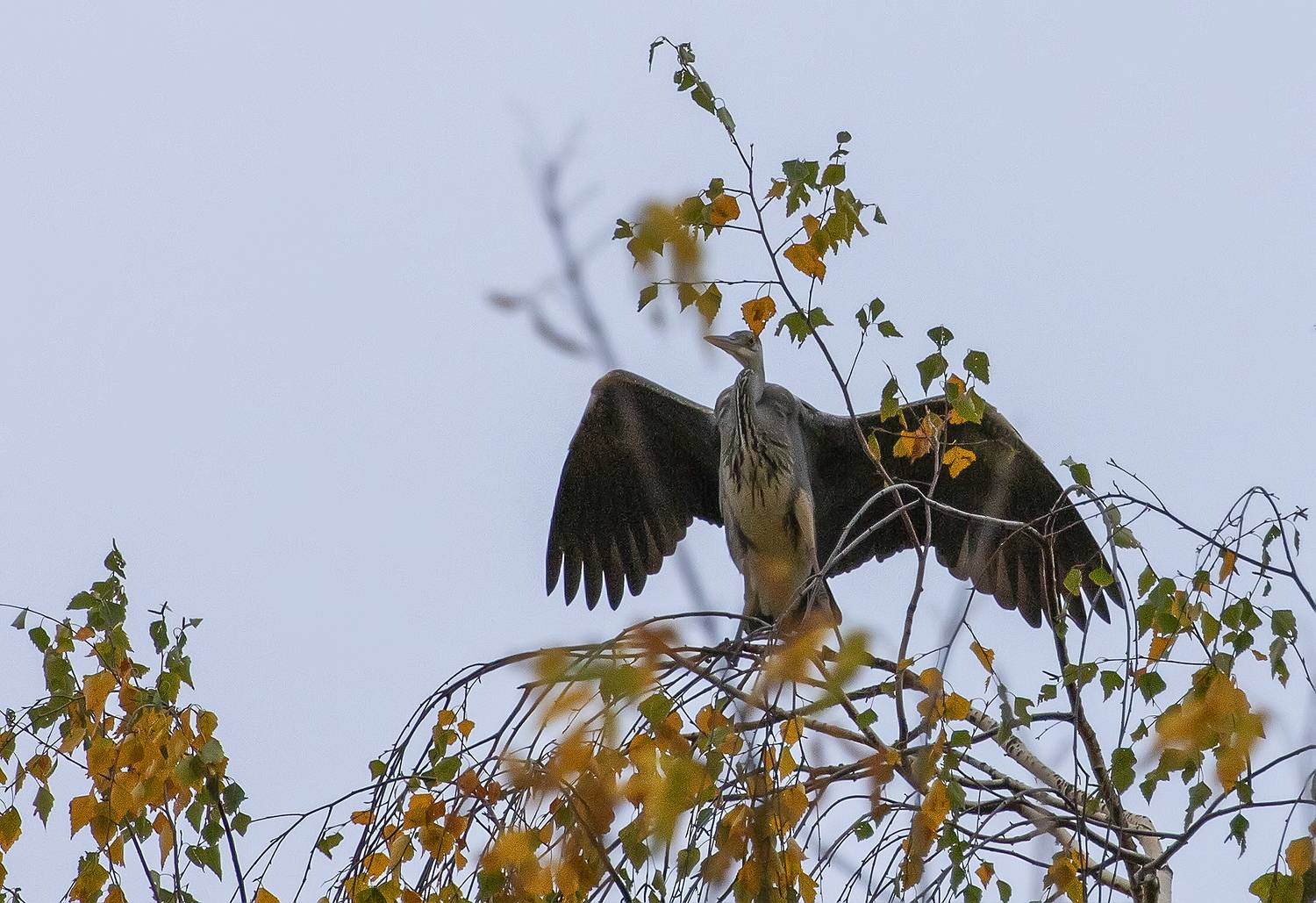 Расправляя крылья. Автор: Широких Александр птицы, цапля, парк, дерево, Широких Александр