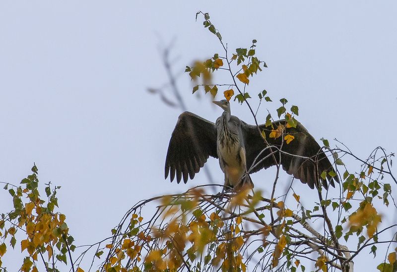 Расправляя крыльяphoto preview