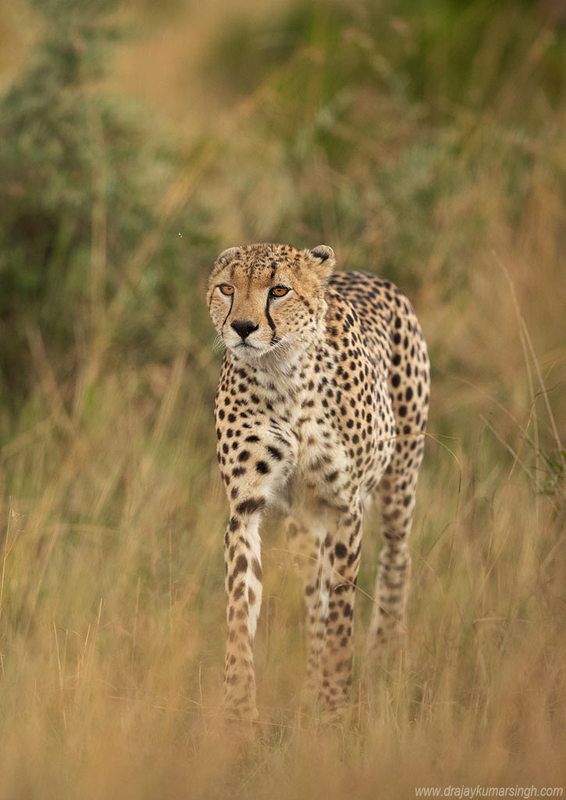 Cheetah Savannah Masai Mara Cheetahphoto preview