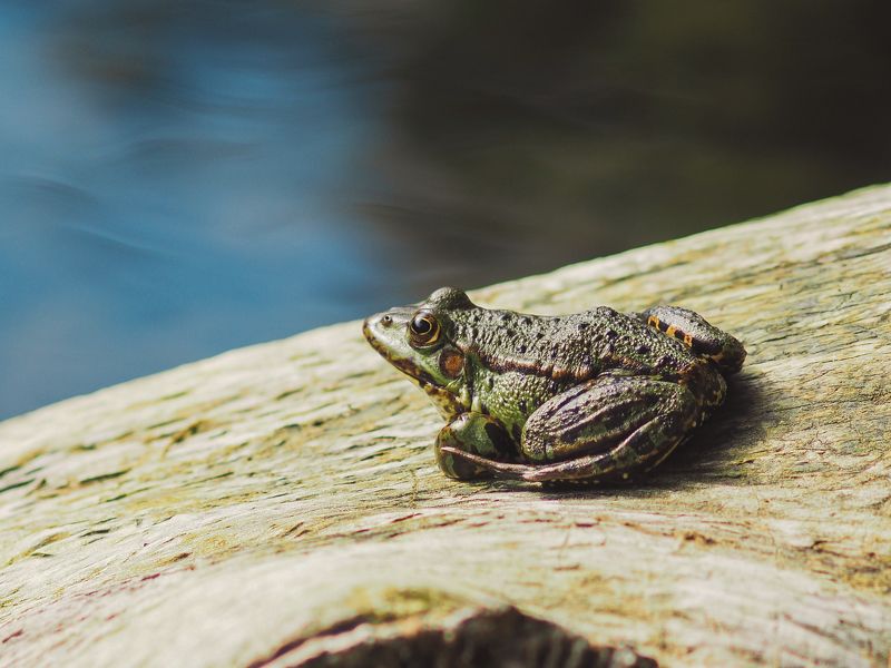 frog, macro, лягушка, макро, зелёный photo preview