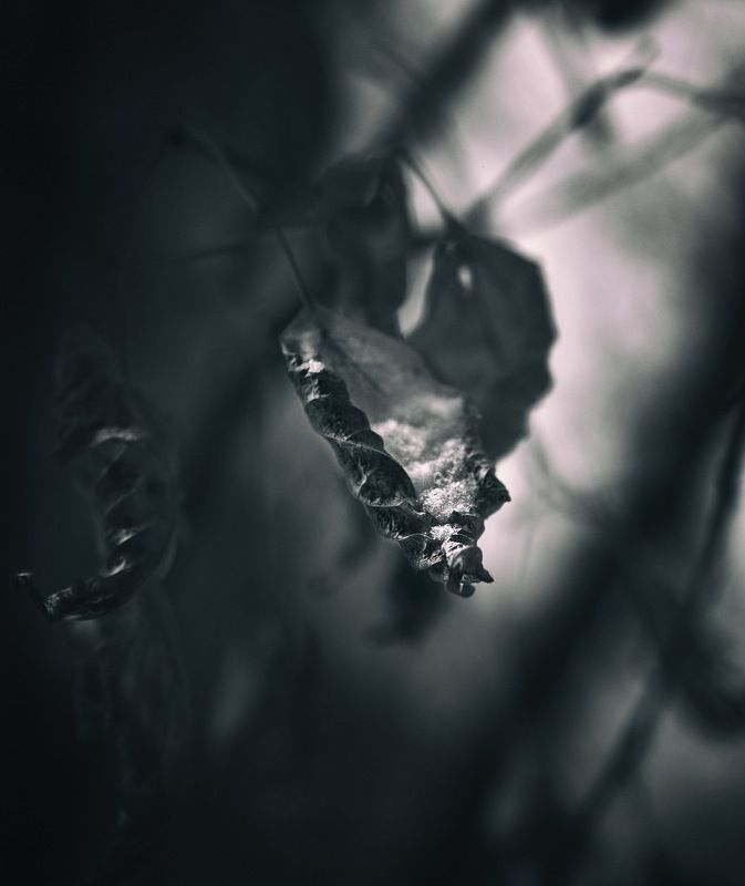 монохром, осень, октябрь листья в снегу Октябрьphoto preview