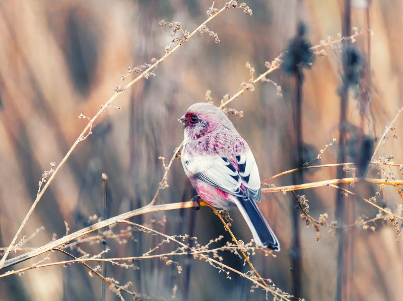 птица, урагус, самец, Урагус фото превью