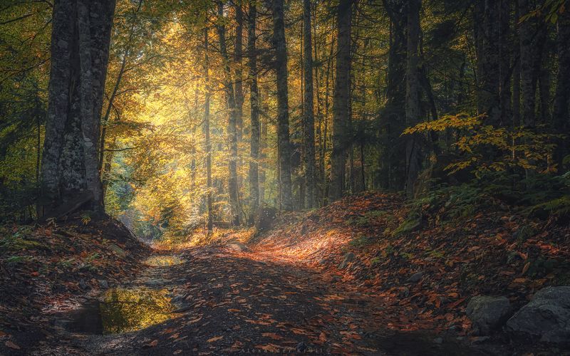 лес, бук, дорога, кчр, осень, лужа, свет, листва, октябрь, утро Утро в буковом лесуphoto preview