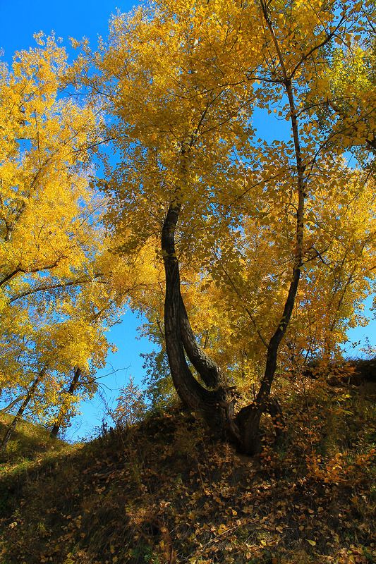 осень, сибирь, россия ....photo preview