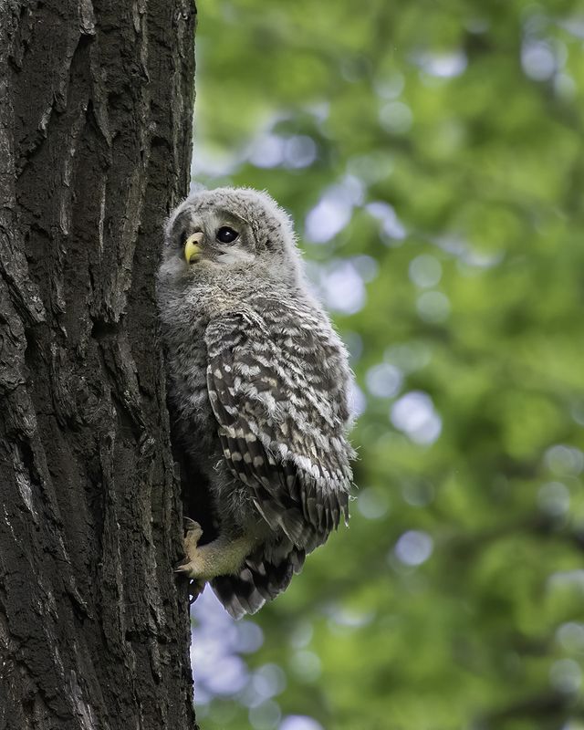 птенец, дерево, подъём Вертикальный подъёмphoto preview