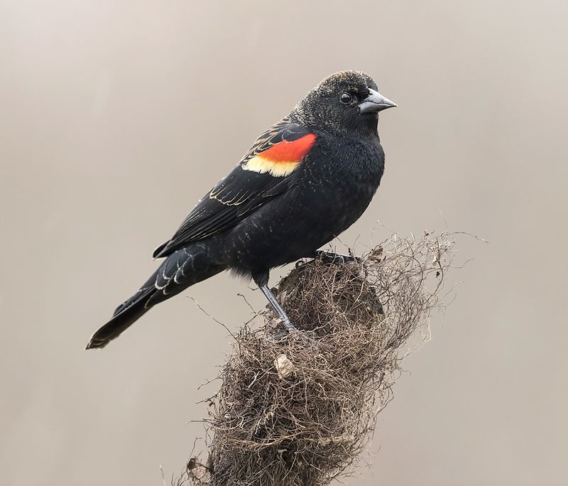 красноплечий чёрный трупиал, red-winged blackbird, трупиал, blackbird,зима Red-winged Blackbird -Красноплечий чёрный трупиалphoto preview