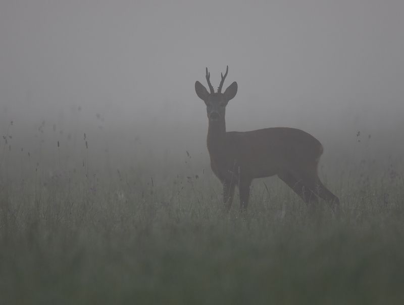 косуля, туман, Обитатели туманных просторов.photo preview