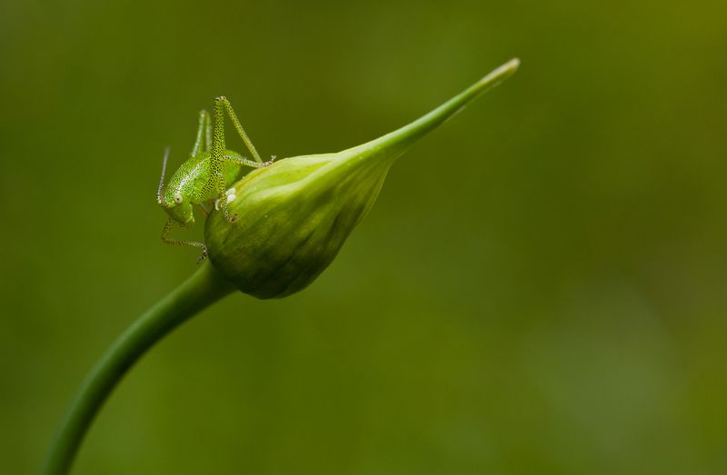 Зеленый на зеленом :)))photo preview