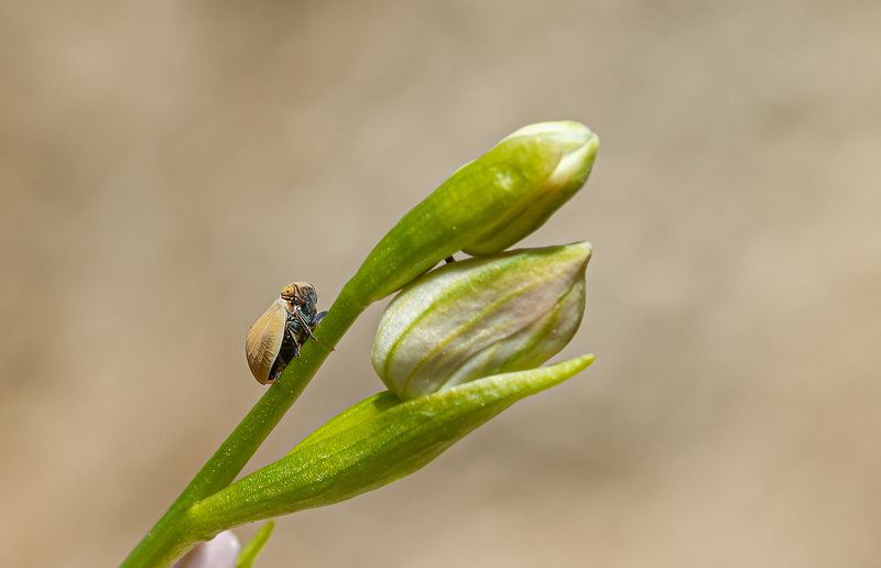 Букашка :)))photo preview