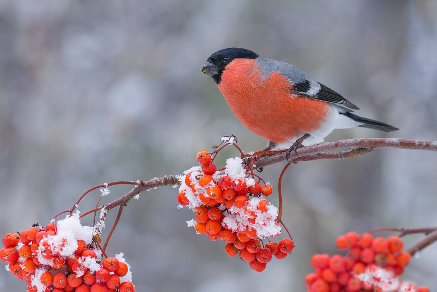 снегирь,самец,рябина,снег, Иван