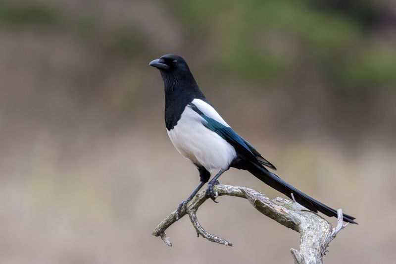 птицы,сорока Сорокаphoto preview