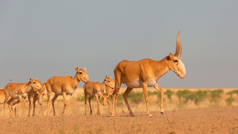 Сайгак, Калмыкия, заповедник Султанphoto preview
