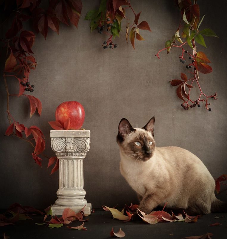 фото превью