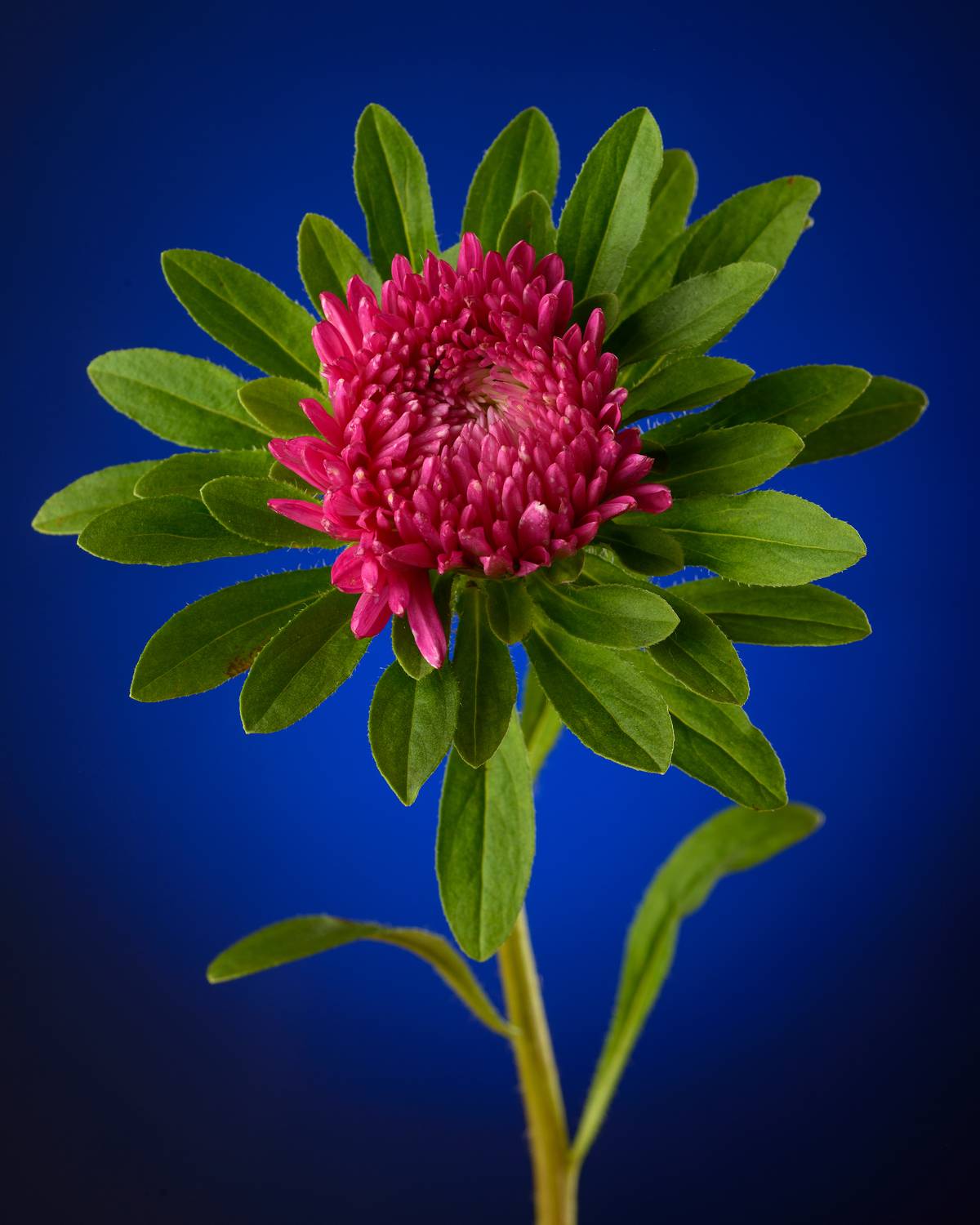 Автор: Сизов Кирилл , Сизов Кирилл