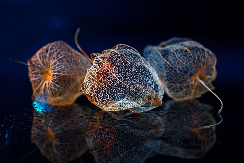 физалис, растения, природа, флора Фонарики физалисаphoto preview