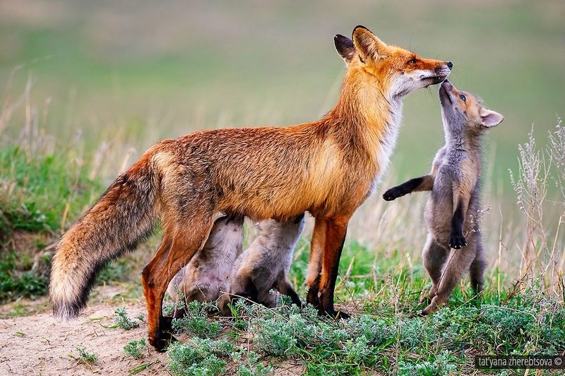 Лисьи нежностиphoto preview