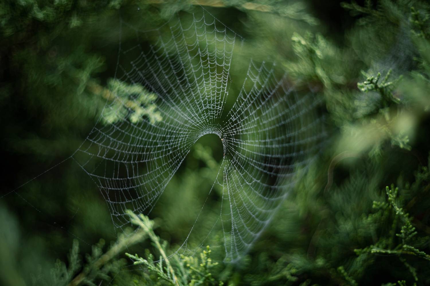 Про совершенство.. Автор: Щербак Анатолий осень, утро, туман, паутина, паутины, капли, природа, хрупкость, природа крыма, керчь, крым, россия, Щербак Анатолий