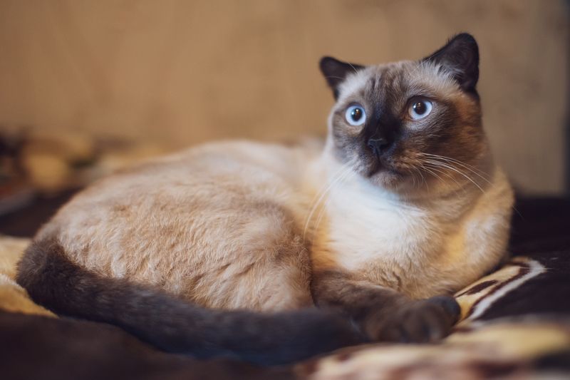 Томасphoto preview