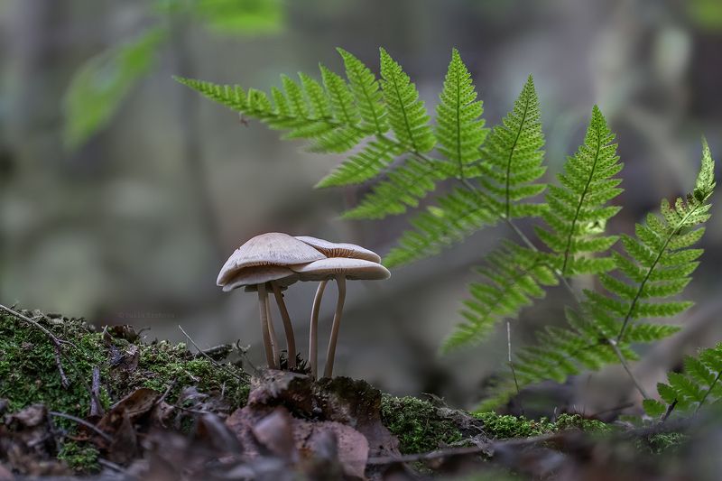 грибы, поганки, лес, осень, макро, macro Один за всех и все за одногоphoto preview