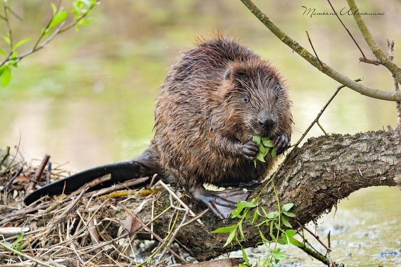 Перекусphoto preview
