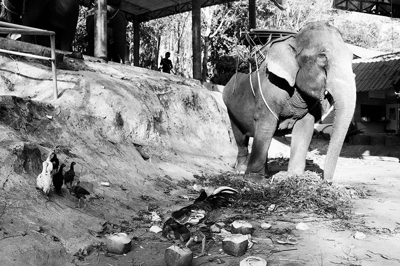 жанр, стрит, тай, слон, street photo, travel photo, bw street photo, tailand, elephant, репортаж *photo preview