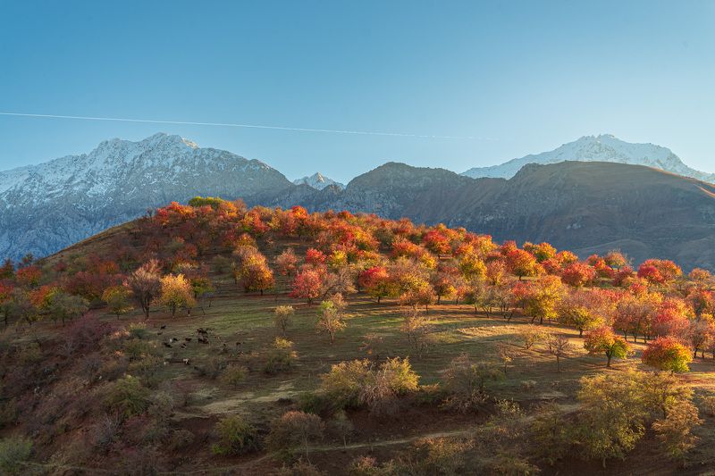 узбекистан, чимган, uzbekistan, chimgan Сад на холмеphoto preview
