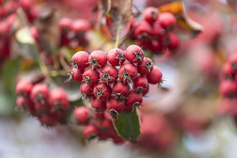 И только гроздья рябинphoto preview