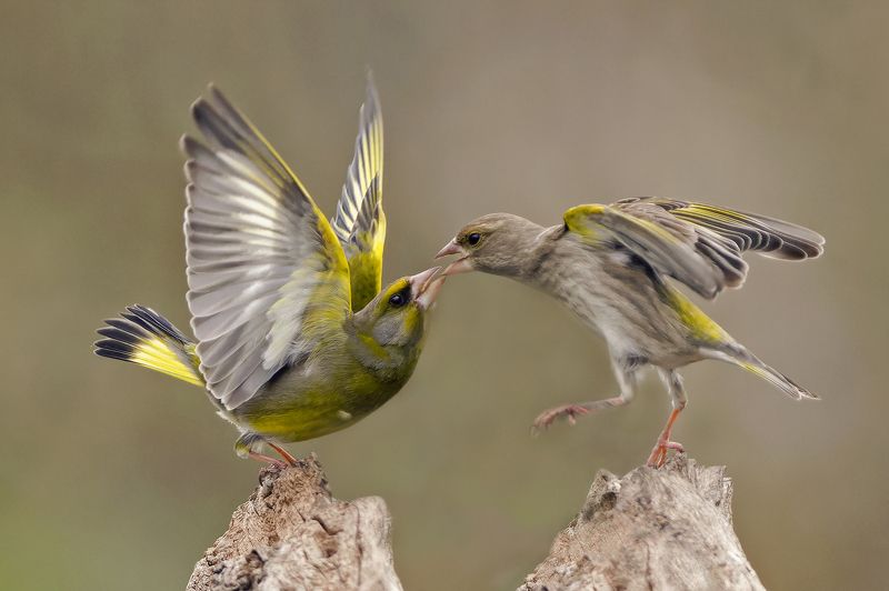 Ухаживание фото превью