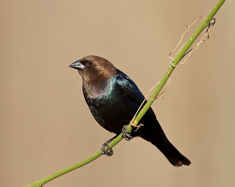 буроголовый коровий трупиал, brown-headed cowbird, трупиал, зима Brown-headed Cowbird - Буроголовый коровий трупиалphoto preview