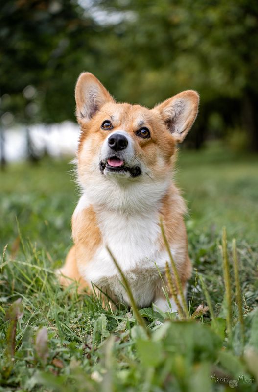 корги, собака Внимательный коргиphoto preview