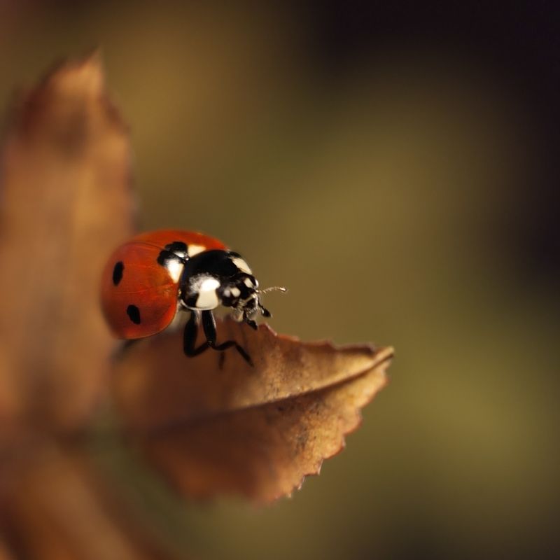 Ой, кто здесь?photo preview