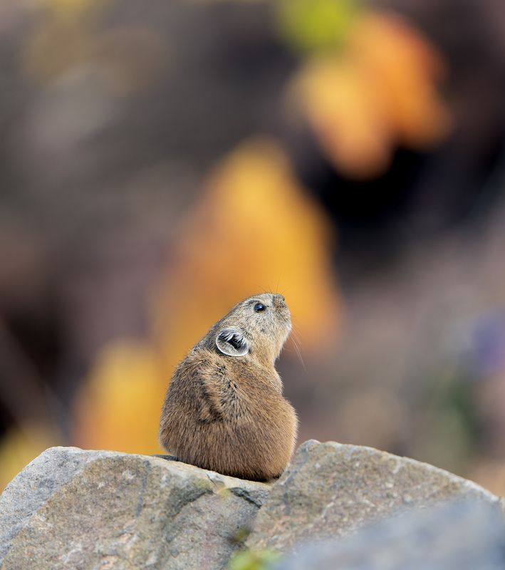 пищуха, дивногорск, ochotona Пищухаphoto preview