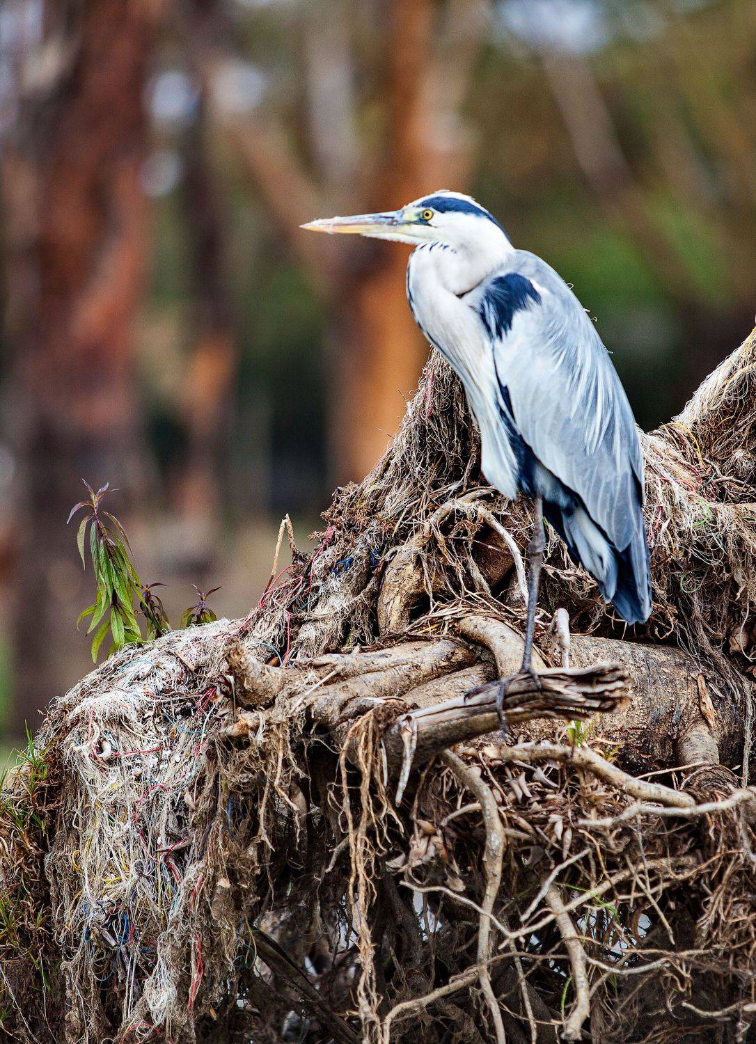 Цапля, Lilia Tkachenko