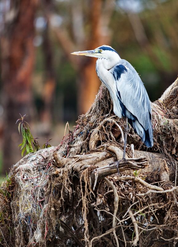 Цапля Цапля фото превью