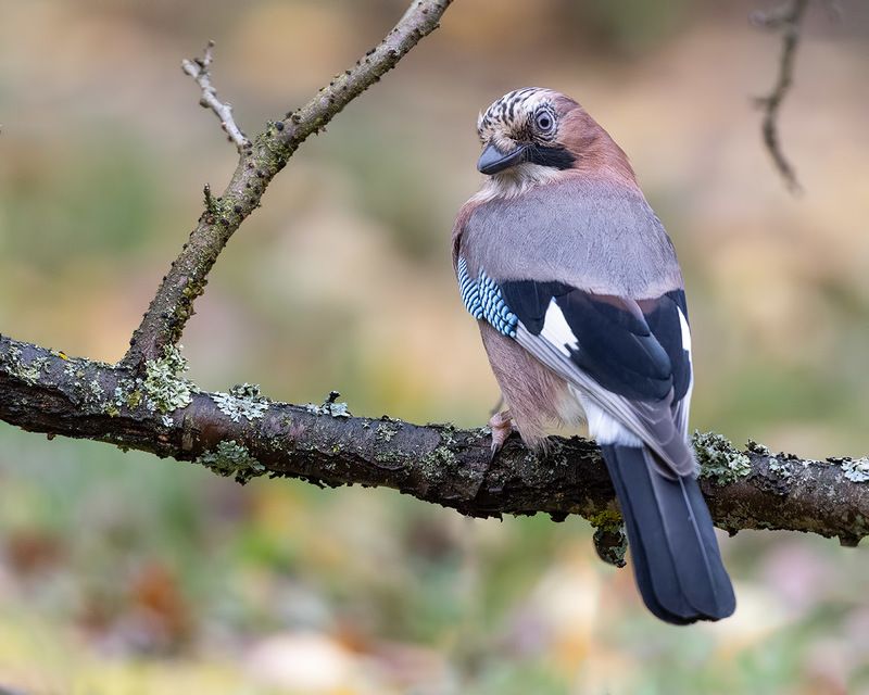 птицы, сойка, Подмосковье ***photo preview
