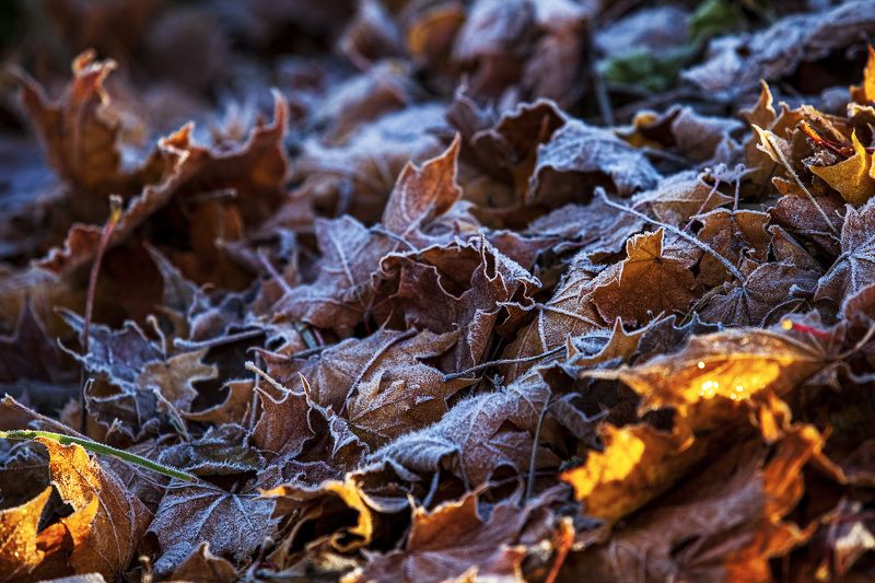 пейзаж, природа, листва, осень, заморозок Осеньphoto preview