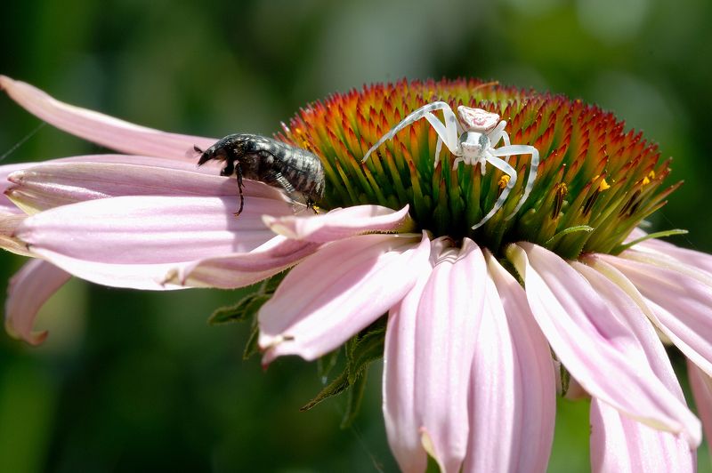 Убежать бы :)))photo preview