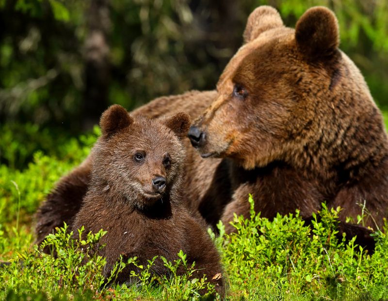 «Лесная мадонна»photo preview