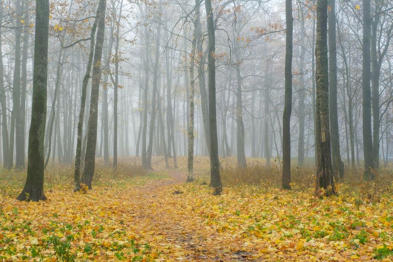 Обнинск осенний туманphoto preview