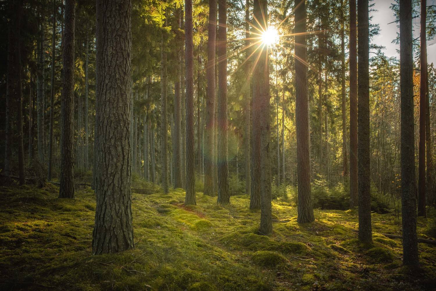 Forest . Автор: Olegs Bucis , Olegs Bucis