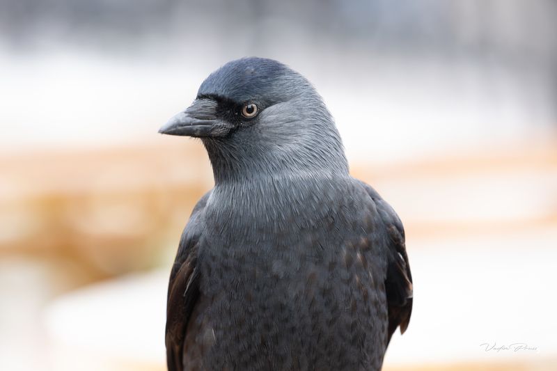 галка, птица, портрет, животное, взгляд, россия, калининград Галкаphoto preview