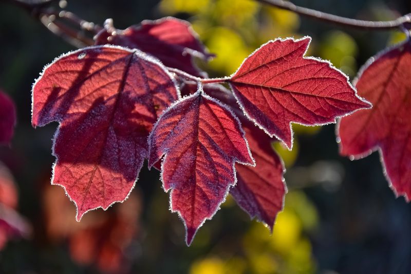 осень, октябрь, утро, свет, цвет, листва, иней Цвет и свет осениphoto preview