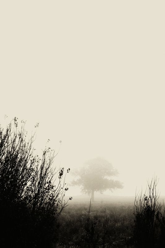 Tree on fogphoto preview