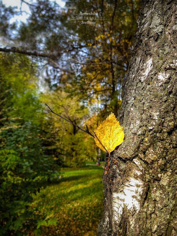 пейзаж, природа, осень, осенний лист Осенний листphoto preview