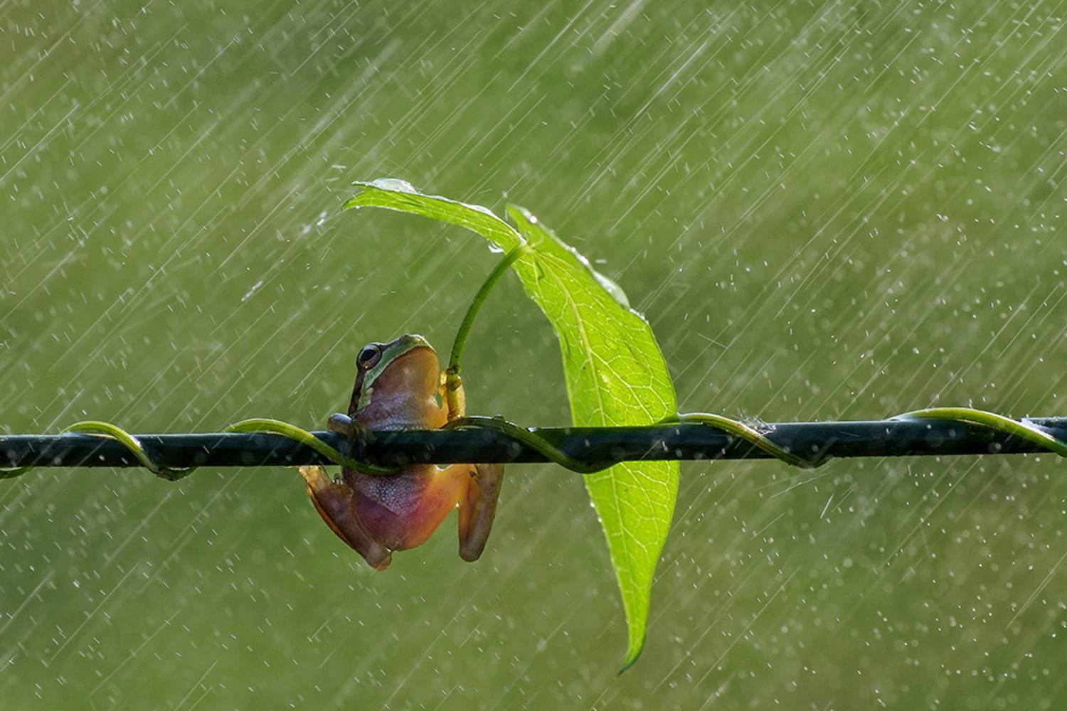 animal, macro, frog, tree frog, umbrella, rain, leaf,, Savas Sener