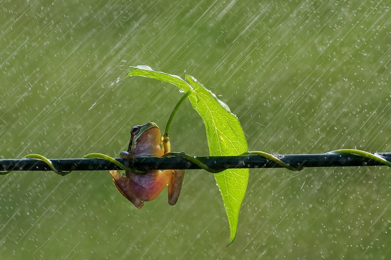 animal, macro, frog, tree frog, umbrella, rain, leaf, Singin\' in the Rain_1photo preview